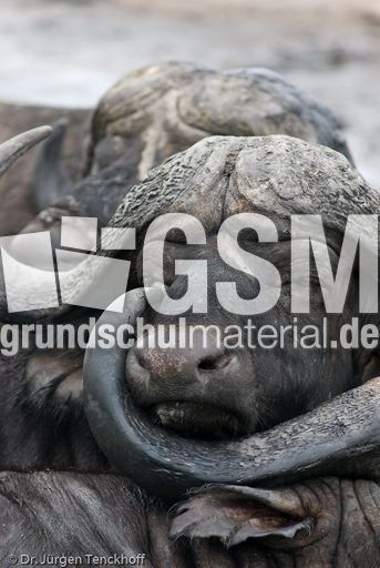 Afrikanischer Büffel (75 von 102).jpg